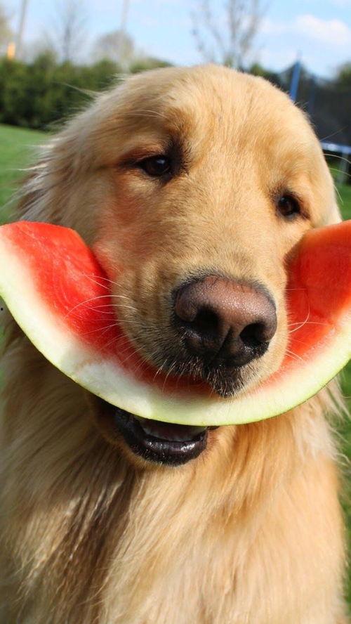 娱乐吃瓜君狗被蜂蜜咬,娱乐吃瓜君的意外“甜蜜”风波