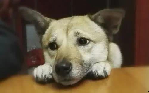 娱乐吃瓜君狗被蜂蜜咬,娱乐吃瓜君的意外“甜蜜”风波