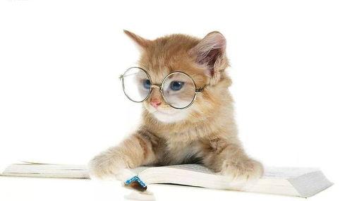 娱乐吃瓜君小猫咪